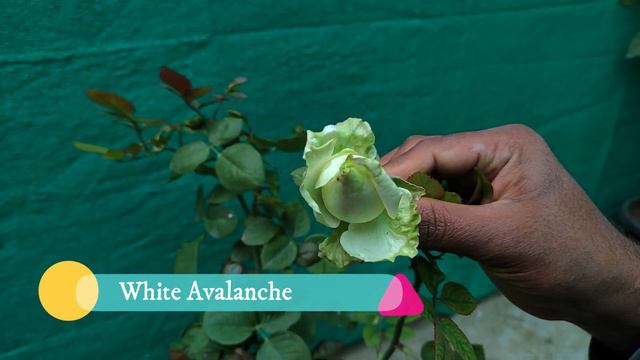 10 गुलाब की खूबसूरत किस्मो को जरूर लगाना । 10 High demand Rose variety смотреть онлайн