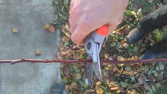 Обзор недорогого секатора Mastertool смотреть онлайн