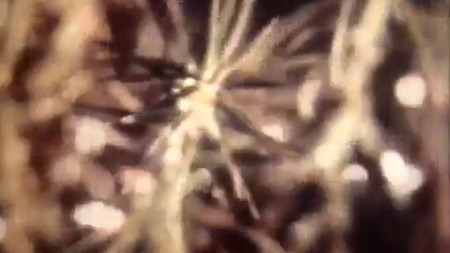 Кукушкин лен смотреть онлайн