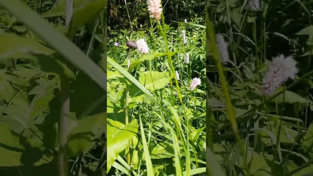 Травы ,которые цветут в июне. смотреть онлайн