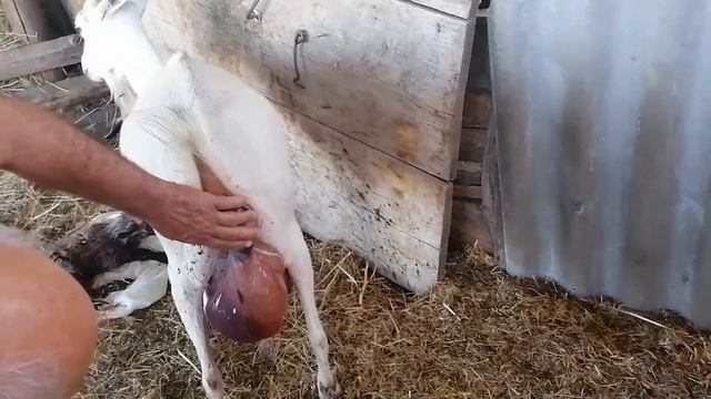 Роды у козы смотреть онлайн