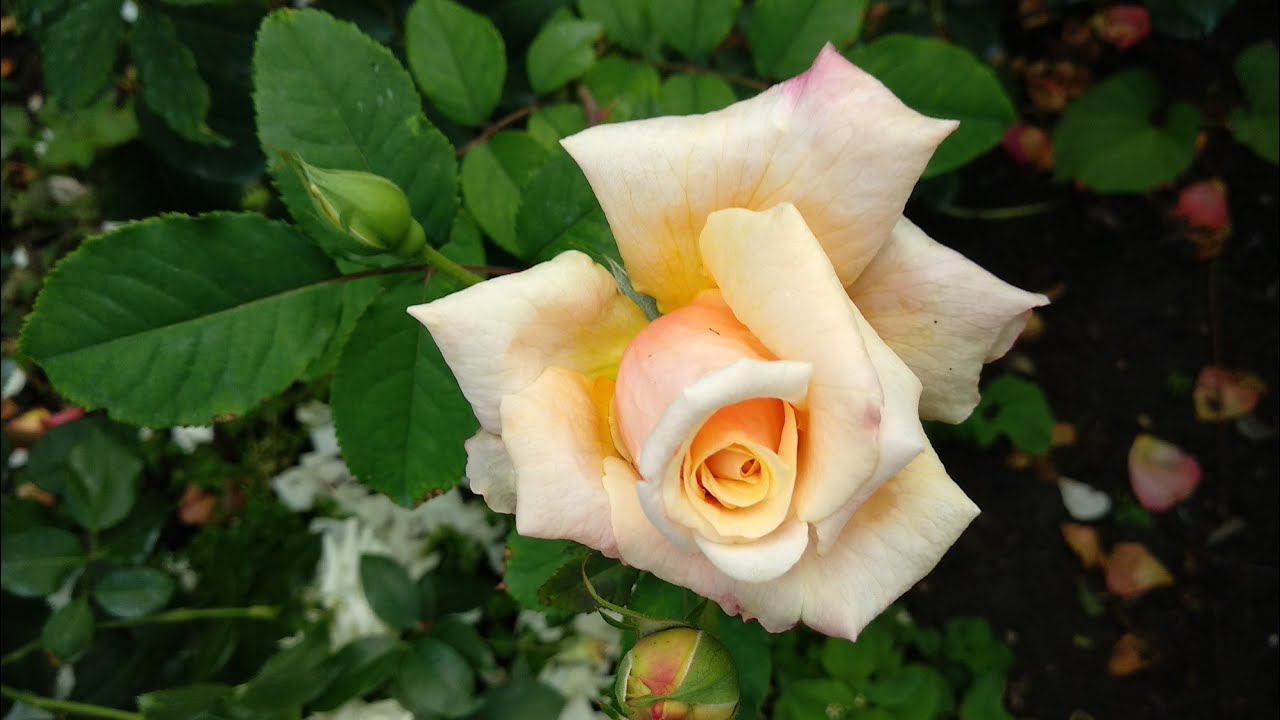 Розы.Как правильно применять Системные фунгициды для лечения болезней роз. смотреть онлайн