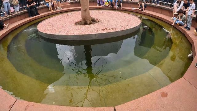 подобного парка нет в России парк Галицкого (Краснодар) смотреть онлайн