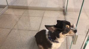 Как Правильно Ухаживать За Животными - Видео Для Детей