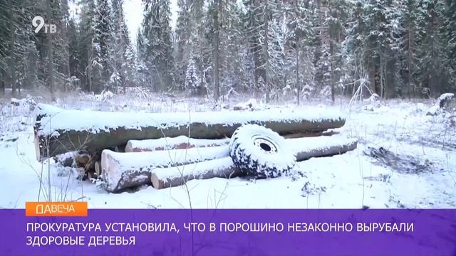 Незаконная вырубка леса в Порошино смотреть онлайн