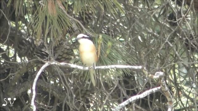 Masked Shrike / Lanius nubicus / Маскированный сорокопут / חנקן נובי смотреть онлайн