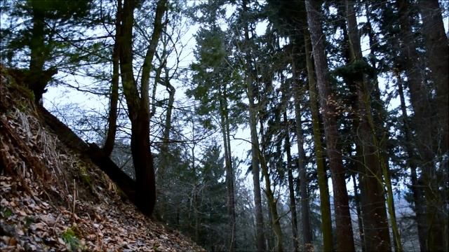2 HOURS – Windy Woods (Sleepy Forest Sounds, White Noise, ASMR)