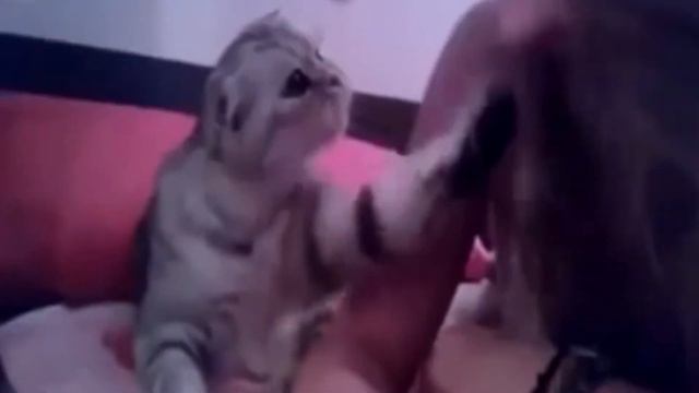 Кошачья любовь. Домашний любимец.