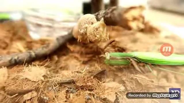 Что будет если выжить сок из чиснока и граната смотреть онлайн