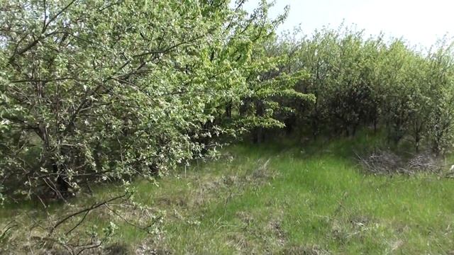 Пчеловодство. Расстановка ловушек для пчёл. Где ставить ловушки для пчел. Ловушка для пчел смотреть онлайн