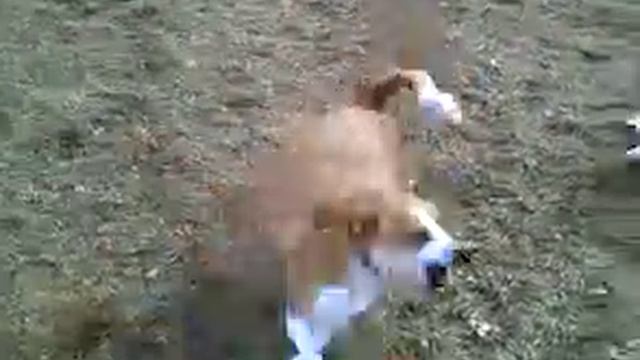 Remi the Vizsla Playing at the Dog Park смотреть онлайн