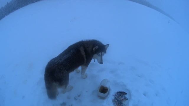 Рыбалка в новом 2023 году. Новый год в лесной избушке. смотреть онлайн