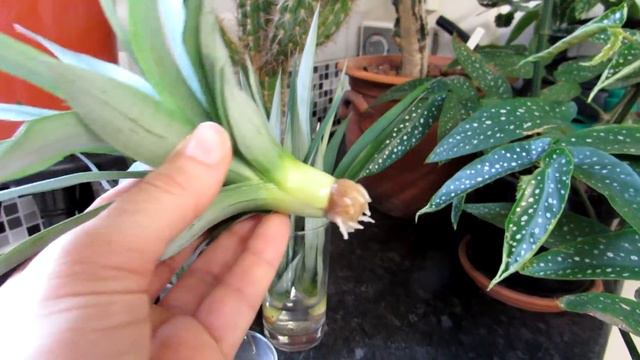 Pineapple Plant Propagation UPDATE - Was it a Success ? смотреть онлайн