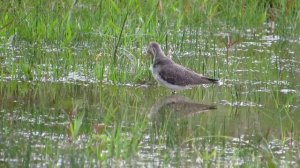 Водоплавающие птицы. Утки и гуси.