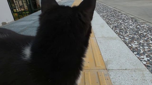 Tuxedo cat throws herself on my feet and rolls on her back смотреть онлайн