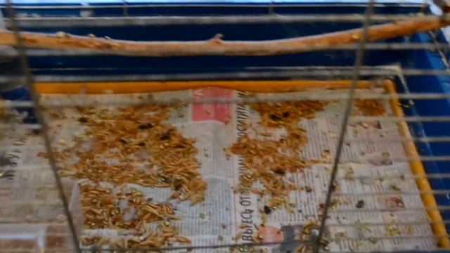 Мои любимые животные. Уборка в клетке кролика. Уборка в клетке попугая смотреть онлайн