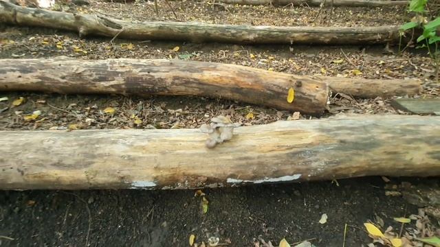 Растут вешенки, у избушки лесника. смотреть онлайн