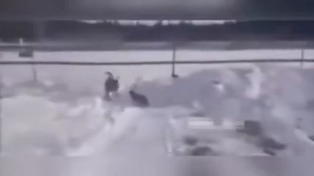 Забавные и очень смешные животные!!)) смотреть онлайн