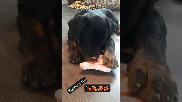 Ротвейлер 3 месяцев # ничего не меняется.. обожаем кости # Харли смотреть онлайн