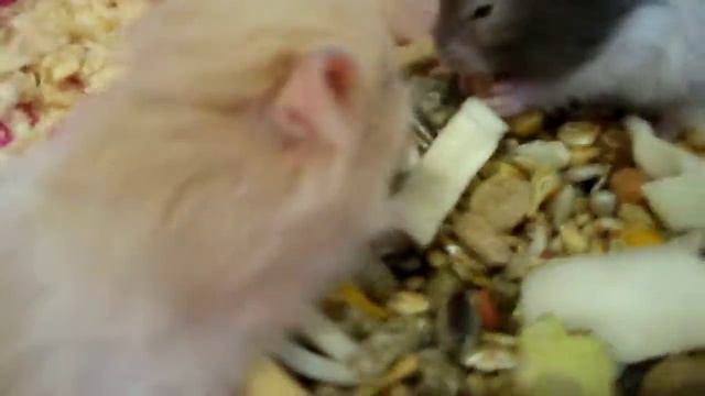 хомячки сирийские и ангорские малыши смотреть онлайн