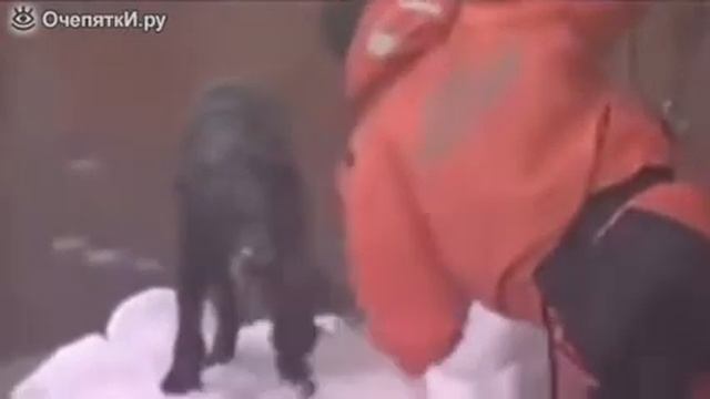 Люди спасают животных смотреть онлайн