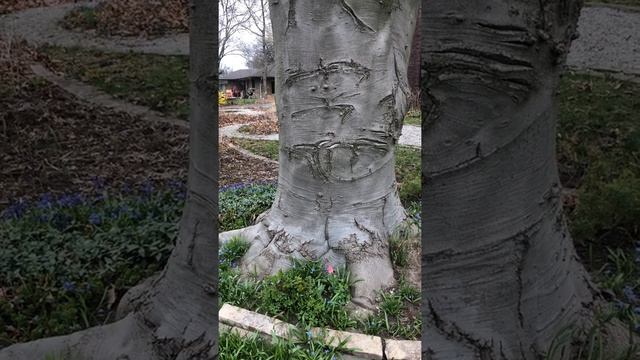 Огромная слоновая нога и первые цветы.Угадайте, как называется это дерево? смотреть онлайн