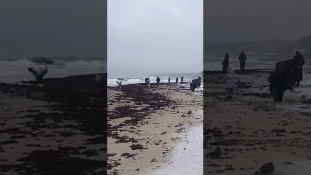 Балтика выбросила водоросли, а положить туда янтарь забыла.#балтика #пионерский #Выздесь #янтарь смотреть онлайн