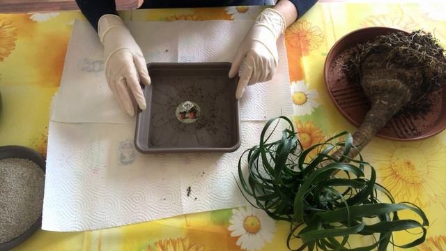 Бокарнея (Нолина). Пересадка и полезные рекомендации смотреть онлайн