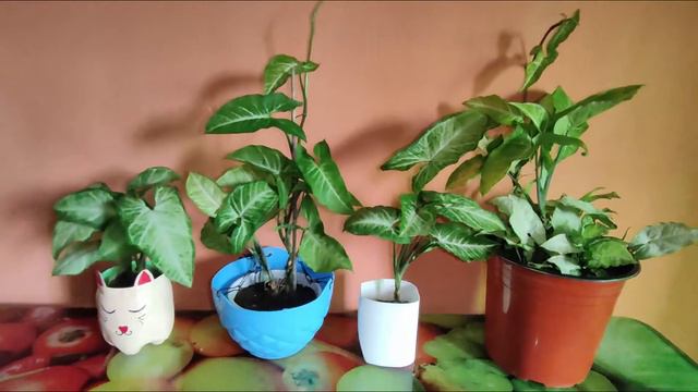Syngonium Plant Care | All About Syngonium | Garden Tales смотреть онлайн