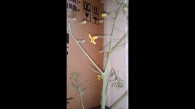 Сказка про репку или огород на балконе смотреть онлайн