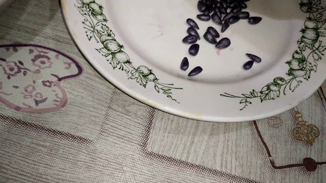 Проверка на всхожесть, семена подсолнечника НК Неома Сенгента смотреть онлайн