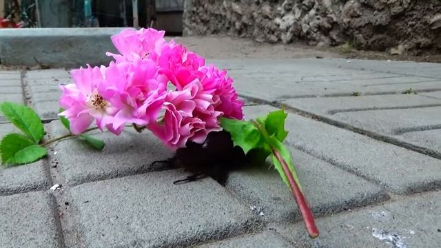 Жук носорог.Макросъемки.rhinoceros beetle смотреть онлайн