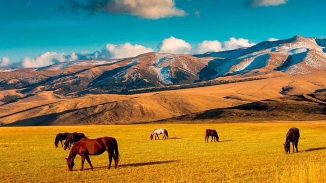 Известный актёр о Казахском языке смотреть онлайн