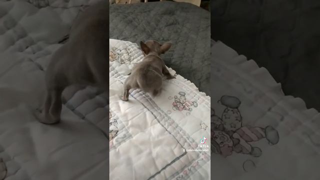 щенок чихуахуа 2 месяца. смотреть онлайн
