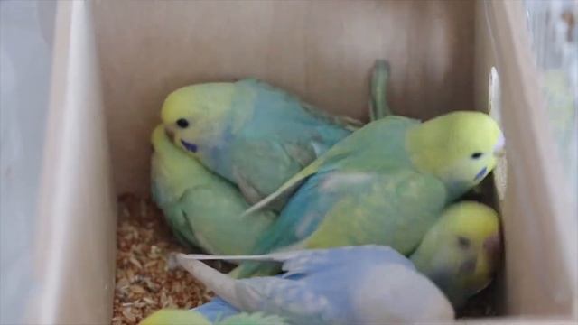 Птенцы. Малыши волнистых попугаев красивых окрасов. смотреть онлайн