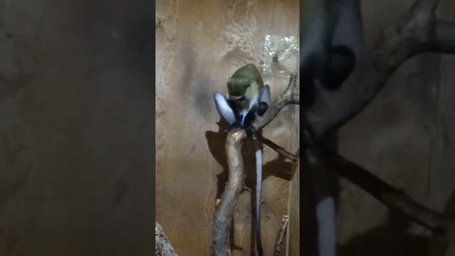 Обезьяна играет со своим писуном! Смотреть с 1.41м