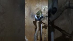 Обезьяна играет со своим писуном! Смотреть с 1.41м