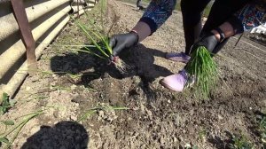 Выращивание крымского лука. Посадка ялтинского лука 2020.