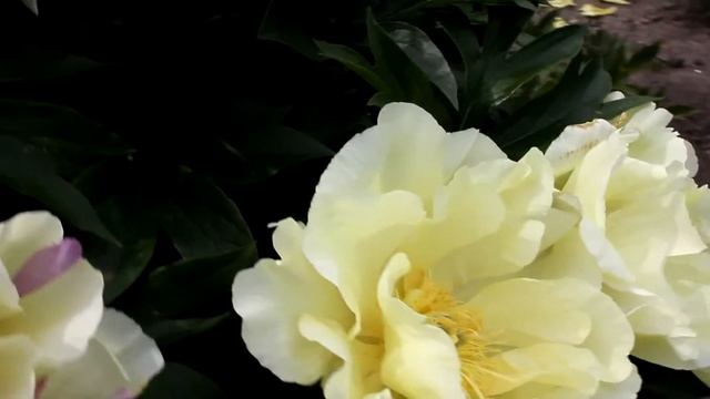 Intersectional Lemon Dream | R2 Flowers BV | Peonies смотреть онлайн