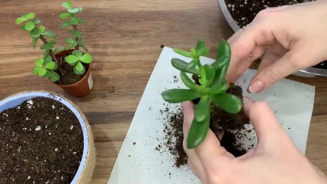 Мини-сад для суккулентов. Пересадка. Грунт для суккулентов. смотреть онлайн