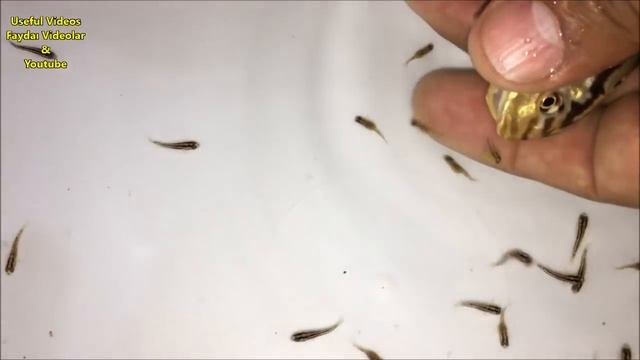 4 Auratus cichlid fish gave birth to 141 baby fish ???? #fish смотреть онлайн