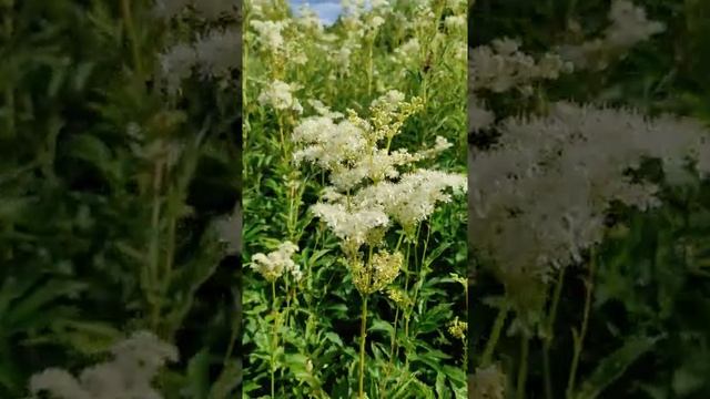 Таволга - лекарство от 40 болезней!.mp4