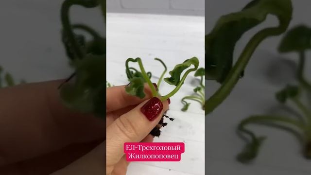 ЕЛ-Трёхголовый Жилкопоповец. Вот такой сеянец был получен мною в ходе моей селекционной работы . смотреть онлайн
