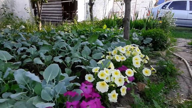 Жизнь в своём доме! Видео без монтажа! живые звуки смотреть онлайн