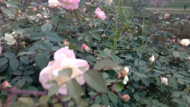 White Rose plant смотреть онлайн