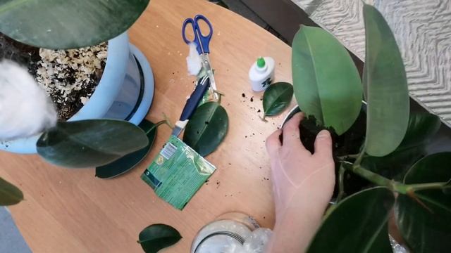 ЧЕРЕНКОВАНИЕ ФИКУСА//САМЫЙ ЛЕГКИЙ СПОСОБ// ЛЕГКО ЛИ РАЗМНОЖИТЬ ФИКУС?! смотреть онлайн