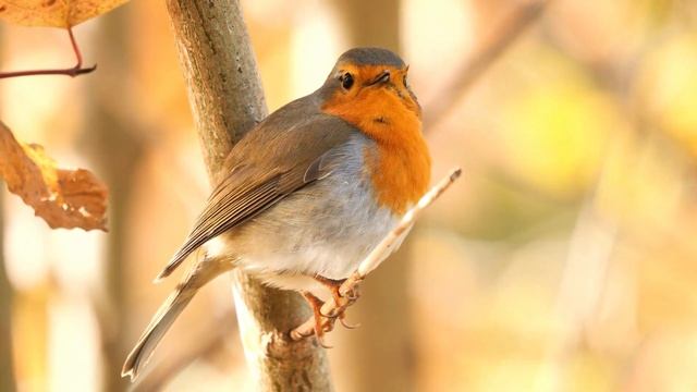 Аффирмации на каждое утро: создайте свою жизнь. смотреть онлайн