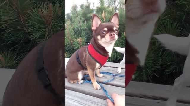 изменились планы на вязку Дины смотреть онлайн