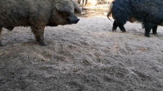 Рождение диких кабанчиков и мангалицы смотреть онлайн