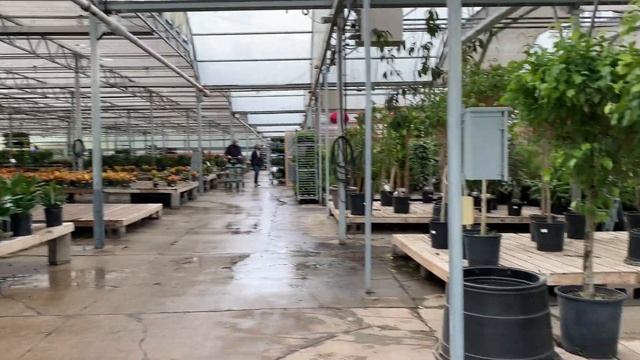 Наш огород в Америке - ? Помидоры рассада | Дом в США смотреть онлайн